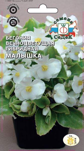 Цветок Бегония Малышка F1