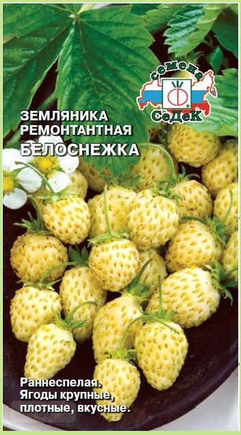 Земляника Белоснежка (мелкоплодная ремонтант.)