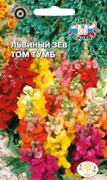 Цветок Львиный зев Том Тумб