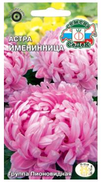 Цветок Астра Именинница (пионовидная, розовая)