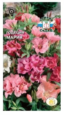 Цветок Годеция Мария