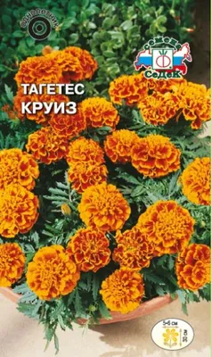 Цветок Тагетес Круиз — фото 2