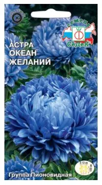 Цветок Астра Океан желаний (пионовидная, синяя)